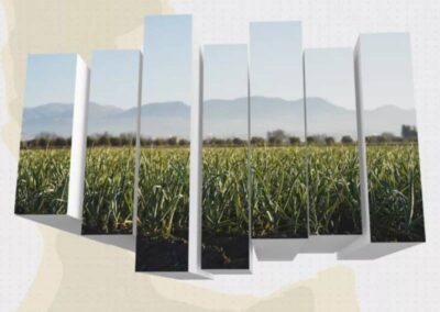 La IX Semana de la Vega en CajaGranada Fundación